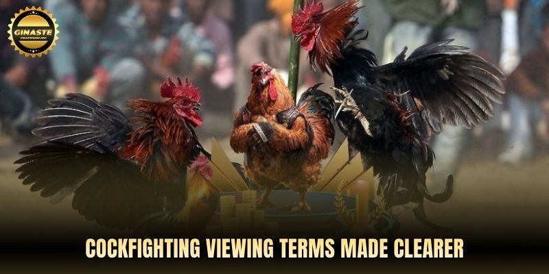 Cockfighting viewing terms made clearer